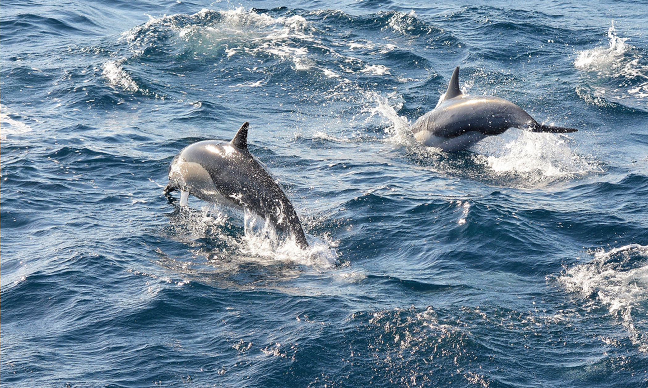 Dolphins &#39;Alert&#39; Rescue Crew to Missing Swimmer Stranded at Sea for 12 Hours