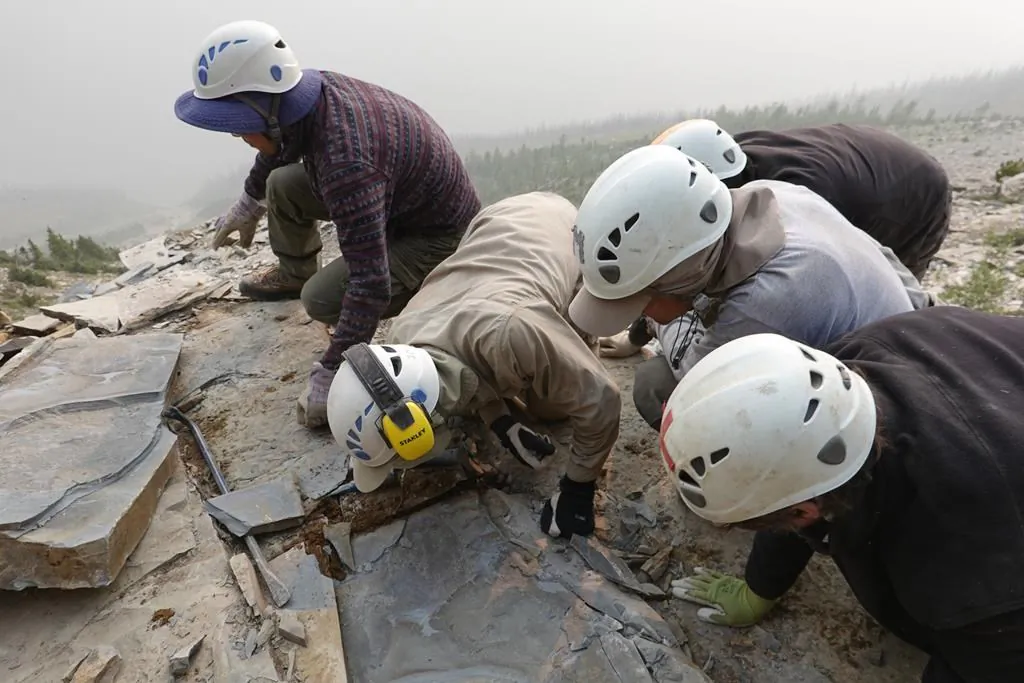 A Royal Ontario Museum fieldwork crew are seen extracting a shale slab containing a fossil of Titanokorys gainesi in the mountains of Kootenay National Park, B.C., in an undated handout photo. (The Canadian Press/Ho-Rom, Jean-Bernard Caron)