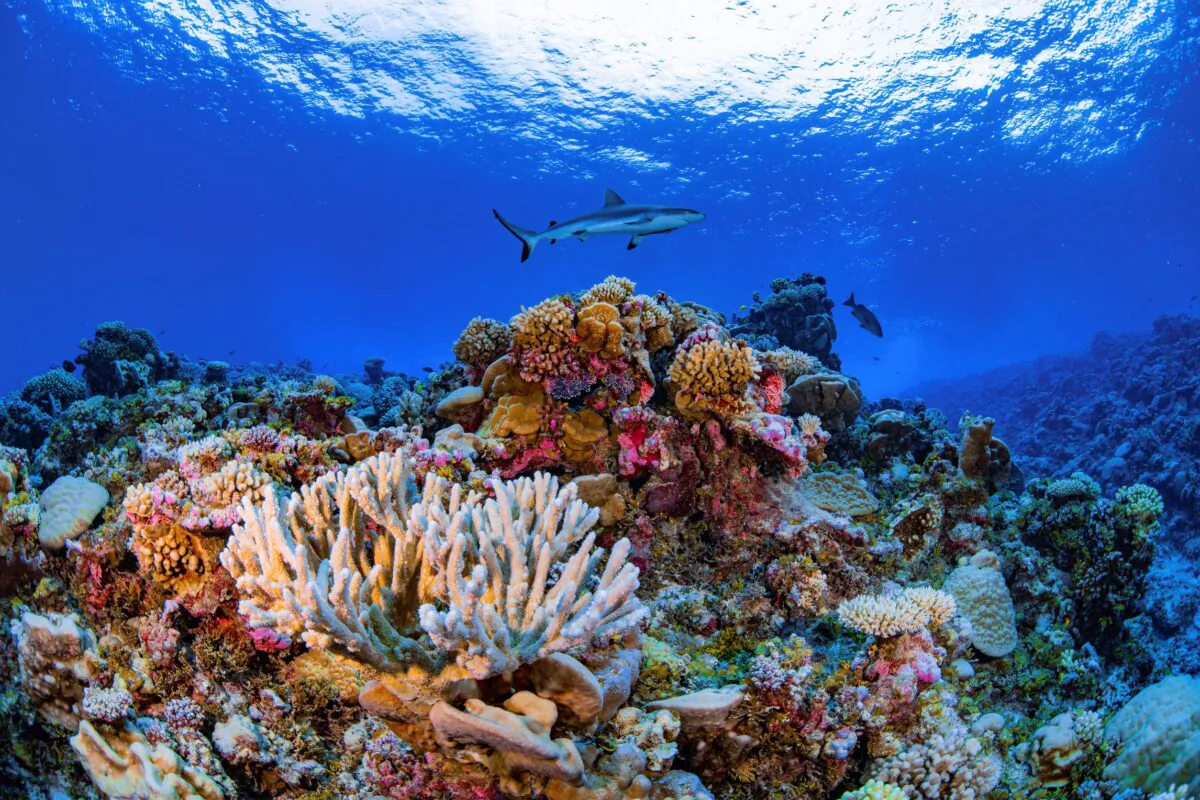 A shark swims on a reef in Ailinginae Atoll in the Marshall Islands, in August 2018. (Greg Asner/Allen Coral Atlas via AP)