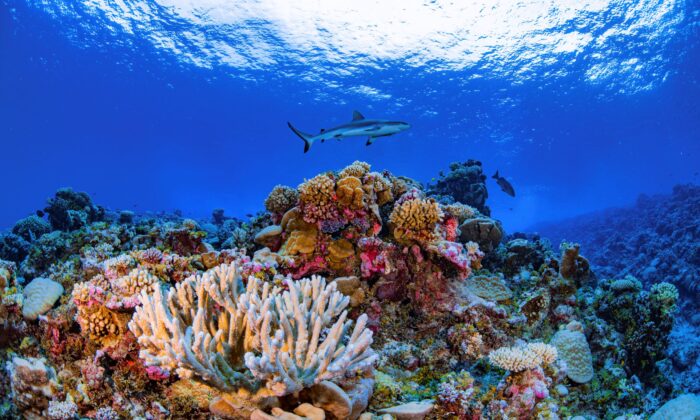 2018 年 8 月，一条鲨鱼在马绍尔群岛艾林吉纳环礁的礁石上游泳。（Greg Asner/Allen Coral Atlas via AP）