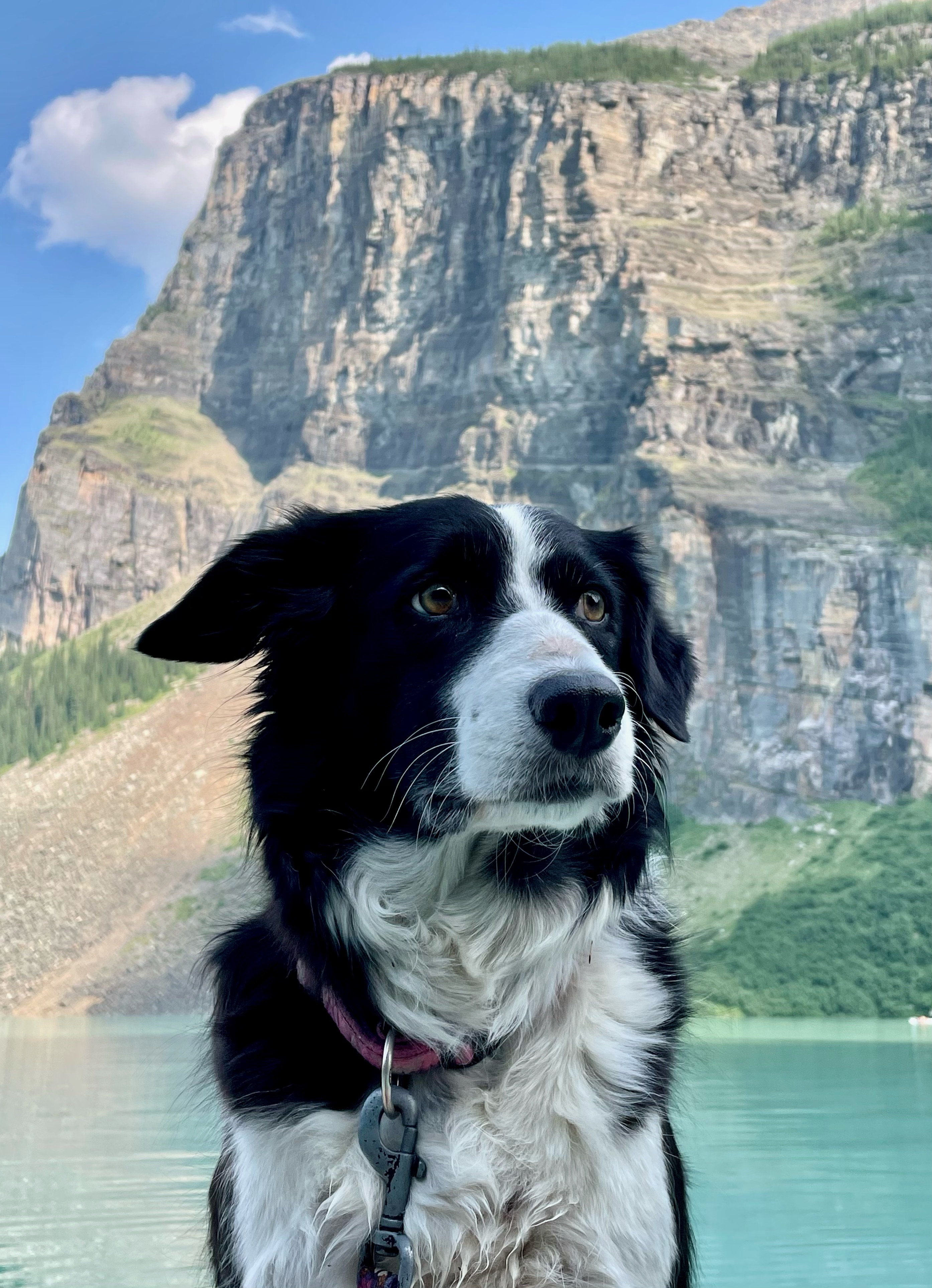 dog