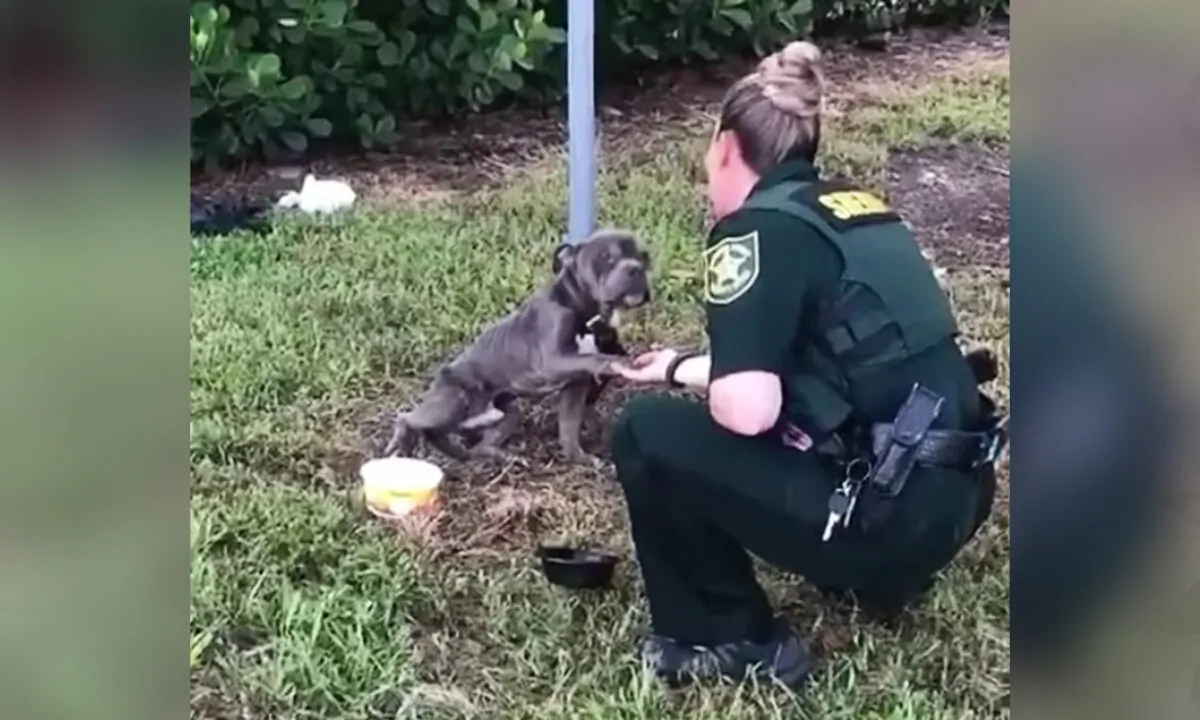 (Courtesy of Amy Roman/100+ Abandoned dogs of Everglades Florida)