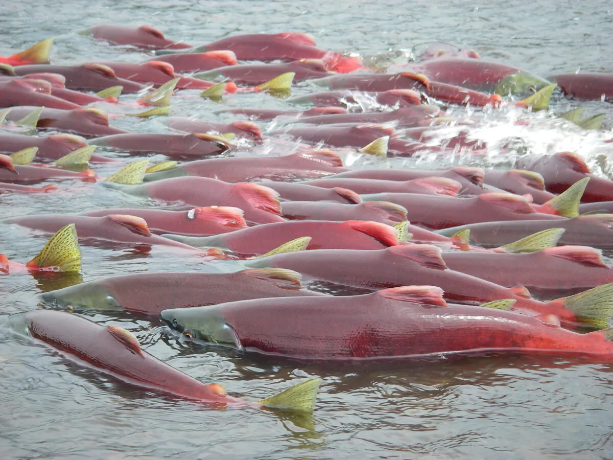 Sockeye salmon are seen in Bristol Bay, Alaska. (Environmental Protection Agency/via Reuters)