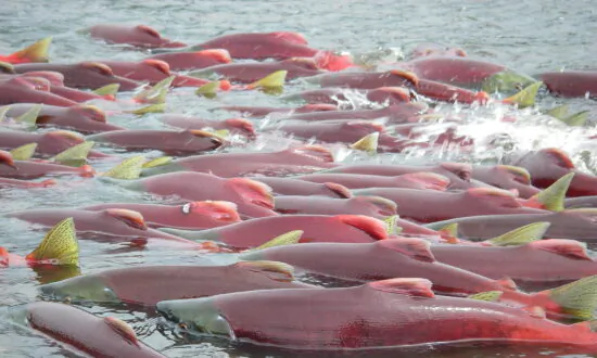 Biden Administration Moves to Protect Key Alaska Watershed