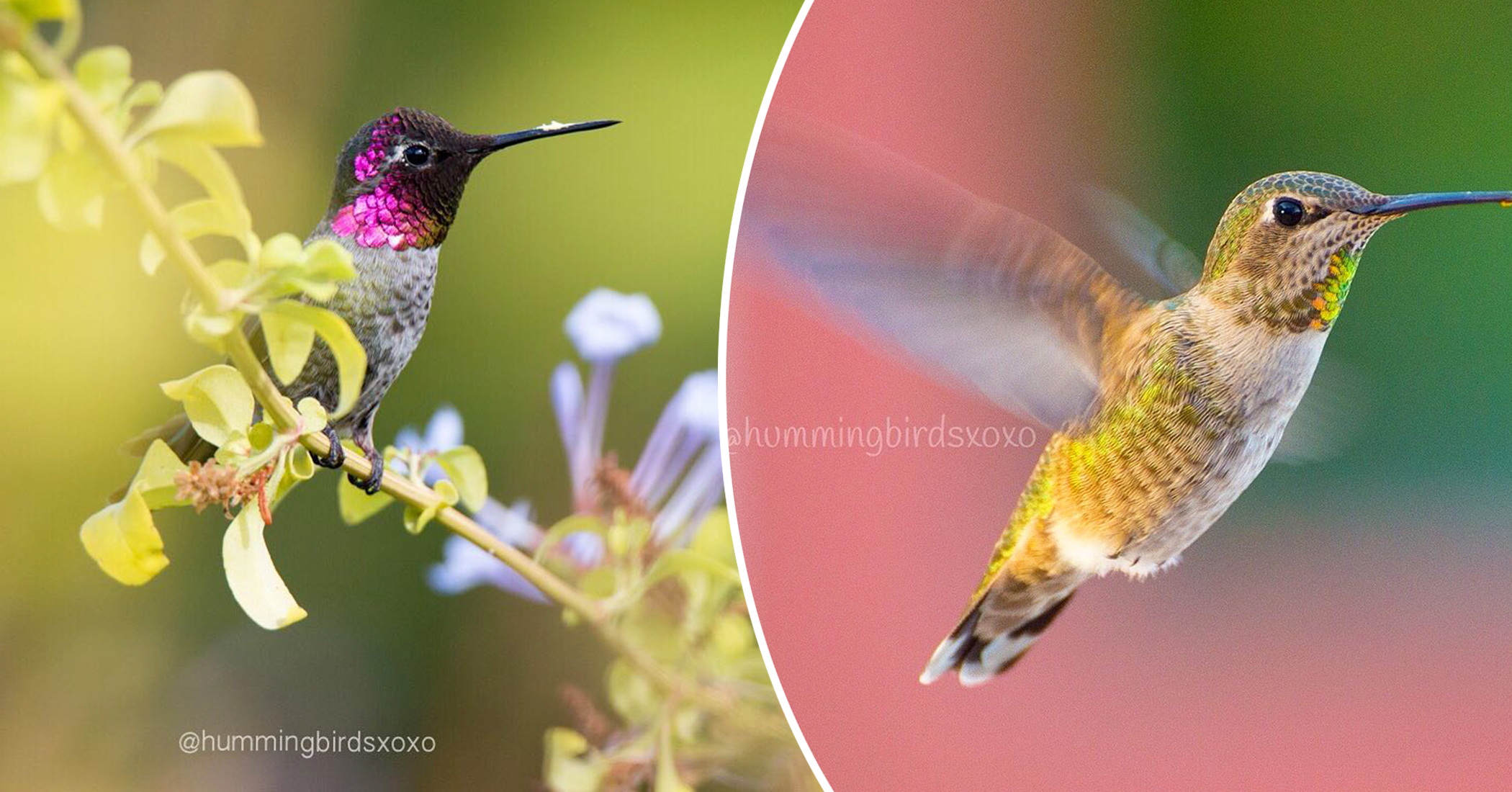 Woman From California Captures Breathtaking Photos of Hummingbirds From ...