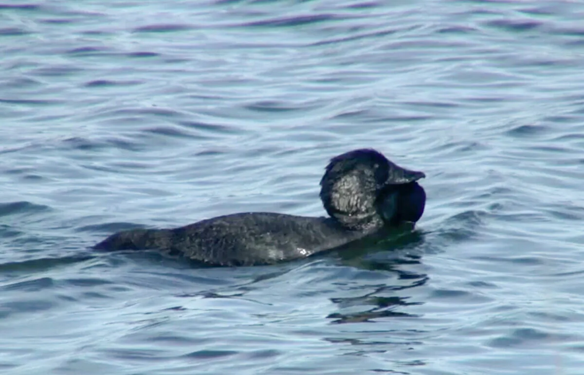 A male musk duck swims in a pond. (Pieter De Groot Boersma/via Reuters TV)