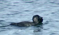 All Jokes Aside, Scientists Find Talking Duck