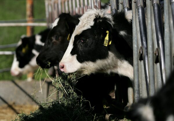 Dairy cows