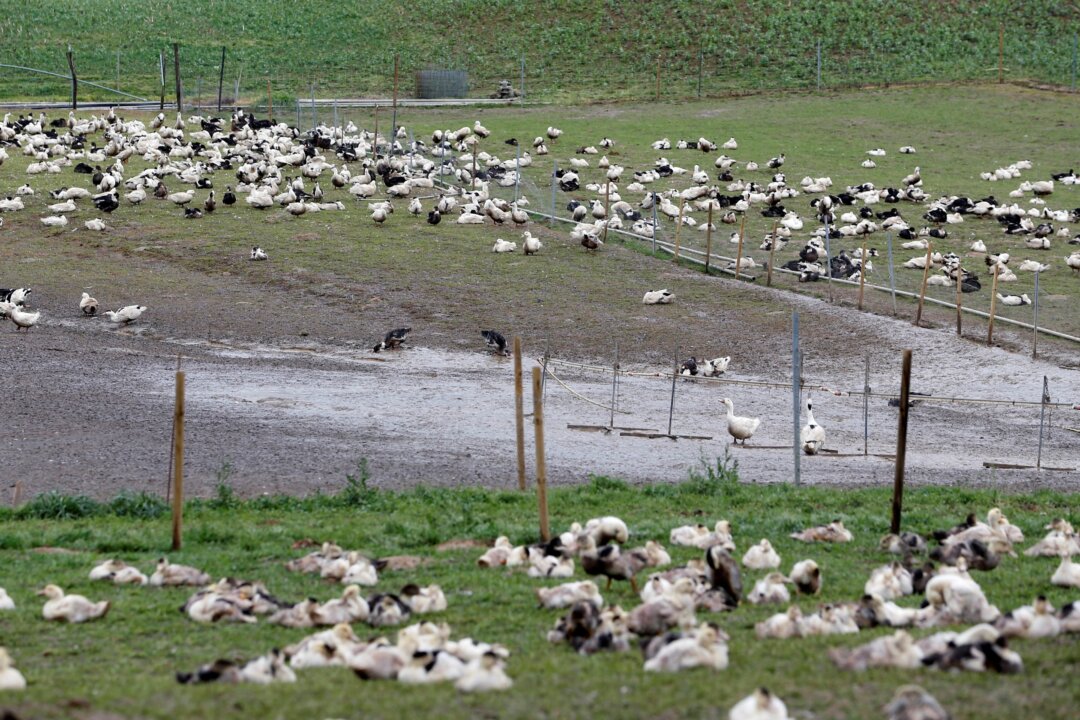 Ducks are pictured in a field at a poultry farm in Montsoue, France, on Jan.12, 2017. (Regis Duvignau/Reuters)