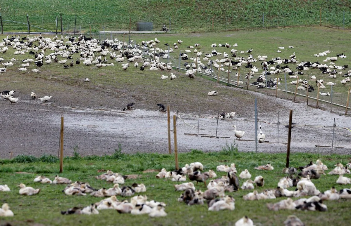 Ducks are pictured in a field at a poultry farm in Montsoue, France, on Jan. 12, 2017. (Regis Duvignau/Reuters)