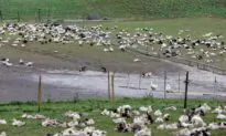 French Authorities Order Killing of 2.5 Million Poultry Over Bird Flu
