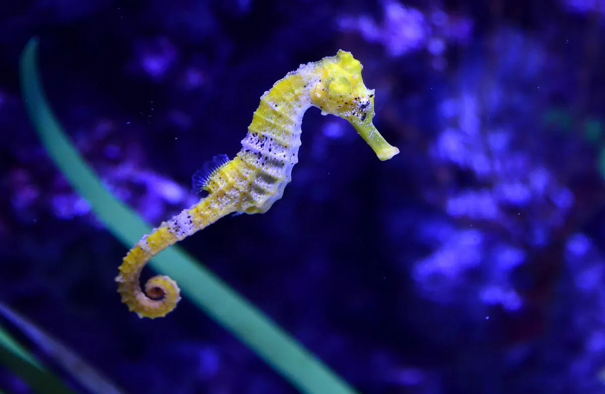 The seahorse recovery program is now in year two and has seen over 200 seahorses released into Sydney Harbour. (Frederic J. Brown/AFP via Getty Images)