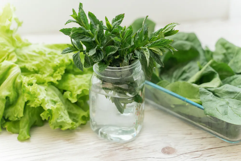 Scallions are the easiest vegetable to regrow. (shamek/Shutterstock)