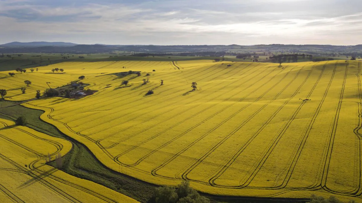 An aerial view of fields of Canola crops near the town of Harden, south-west of Sydney, Australia, on Sept. 15, 2020. (AAP Image/Mick Tsikas)