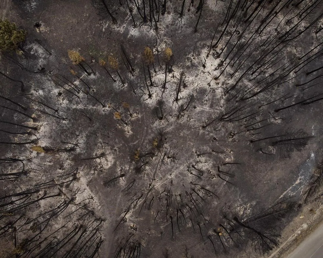 Trees burnt by the White Rock Lake wildfire earlier this month are seen, in Monte Lake, B.C., on Aug. 26, 2021. The B.C. government is ending a provincial state of emergency because of wildfires on Tuesday night.  (The Canadian Press/Darryl Dyck)