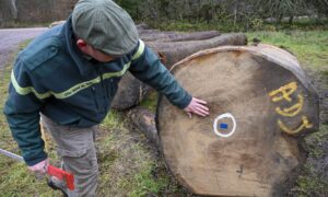 China’s Massive Import of Timber Raises Alarm on Global Forest Industry