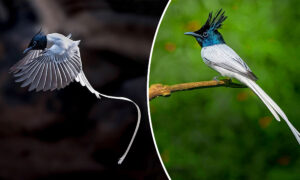 Photographer Captures Fantastical Long-Tailed Indian Paradise ...