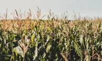 Authorities: 4 Found Slain in SUV in Wisconsin Cornfield