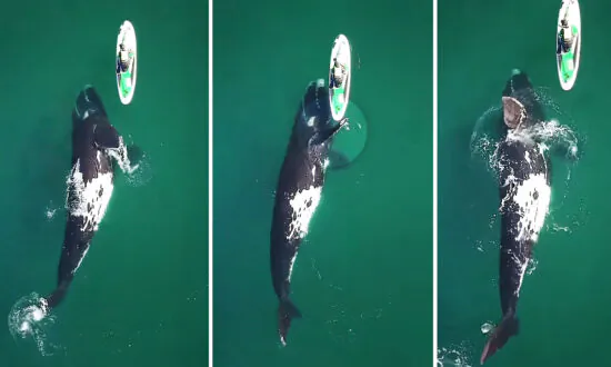Amazing Moment a Huge Right Whale Gives Paddleboarder a Push Caught on Video—and It’s Beautiful