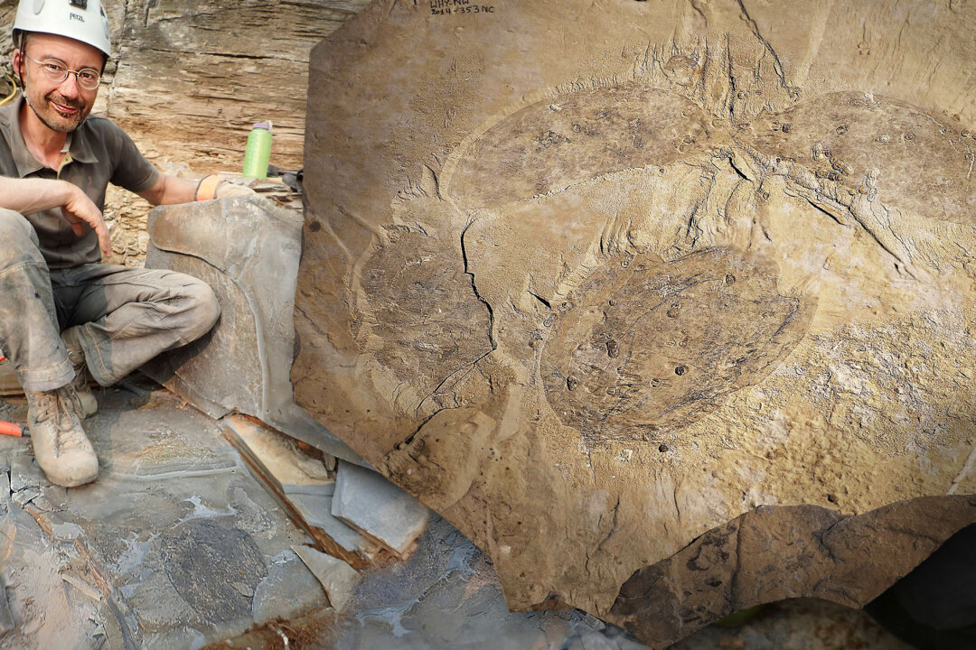 Scientists Unearth Huge Fossil of New Extinct Arthropod 500 Million ...