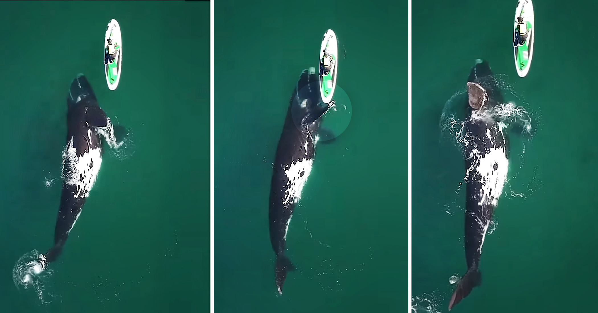 Amazing Moment a Huge Right Whale Gives Paddleboarder a Push Caught on