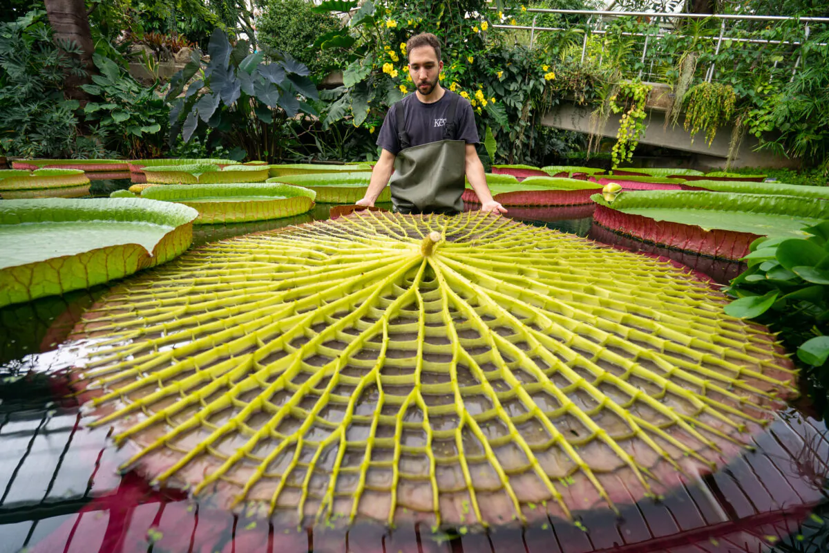 Botanical Horticulturalist Alberto Trinco with an upturned leaf from Kew Garden's giant water lilies Victoria Amazonica, which are the world's largest water lily species, at the Royal Botanic Gardens Kew, in Richmond, London, on Sept. 15, 2021. (Dominic Lipinski/PA)