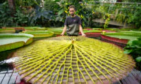 Kew Gardens Gains Guinness World Record for Its 17,000-Strong Plant Collection