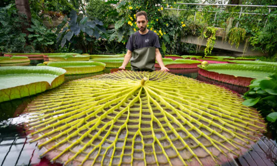 Kew Gardens Gains Guinness World Record for Its 17,000-Strong Plant Collection