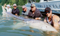 ‘Largest Freshwater Fish Ever Found’: Anglers Reel In 11-Foot-6 Monster Sturgeon on Fraser River