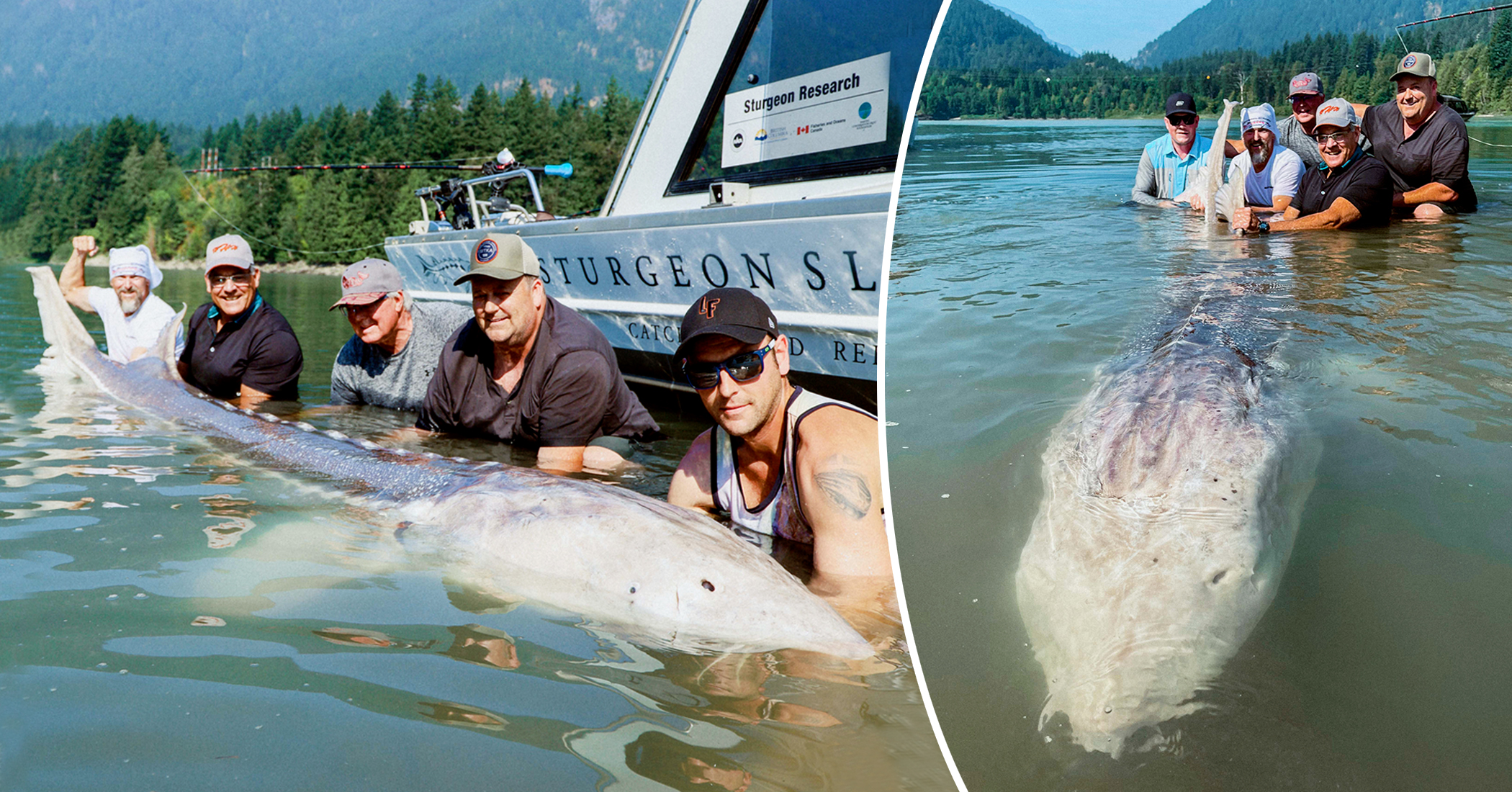 ‘Largest Freshwater Fish Ever Found’: Anglers Reel In 11-Foot-6 Monster ...