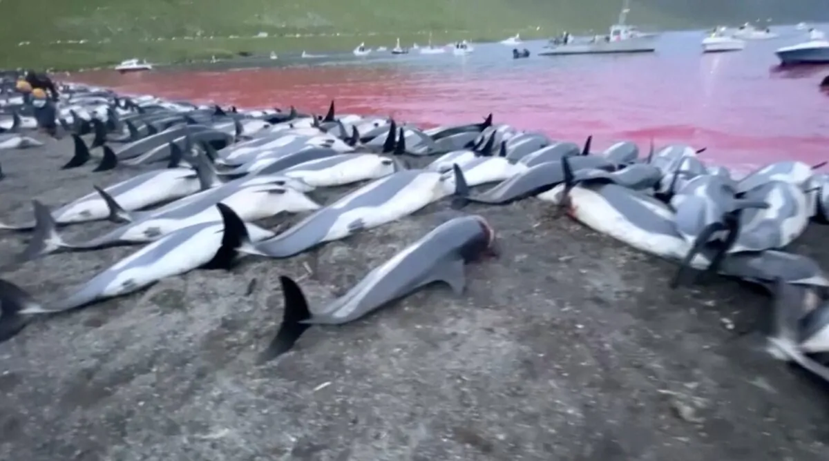 Dead dolphins on beach and in water in Skalafjorour, Faroe Islands, on Sept. 2, 2021. (Sea Shepherd/Screenshot via The Epoch Times)
