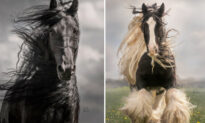 Photographer Captures the Awesome Power of Draft Horses in Her Dramatic Equine Action Shots