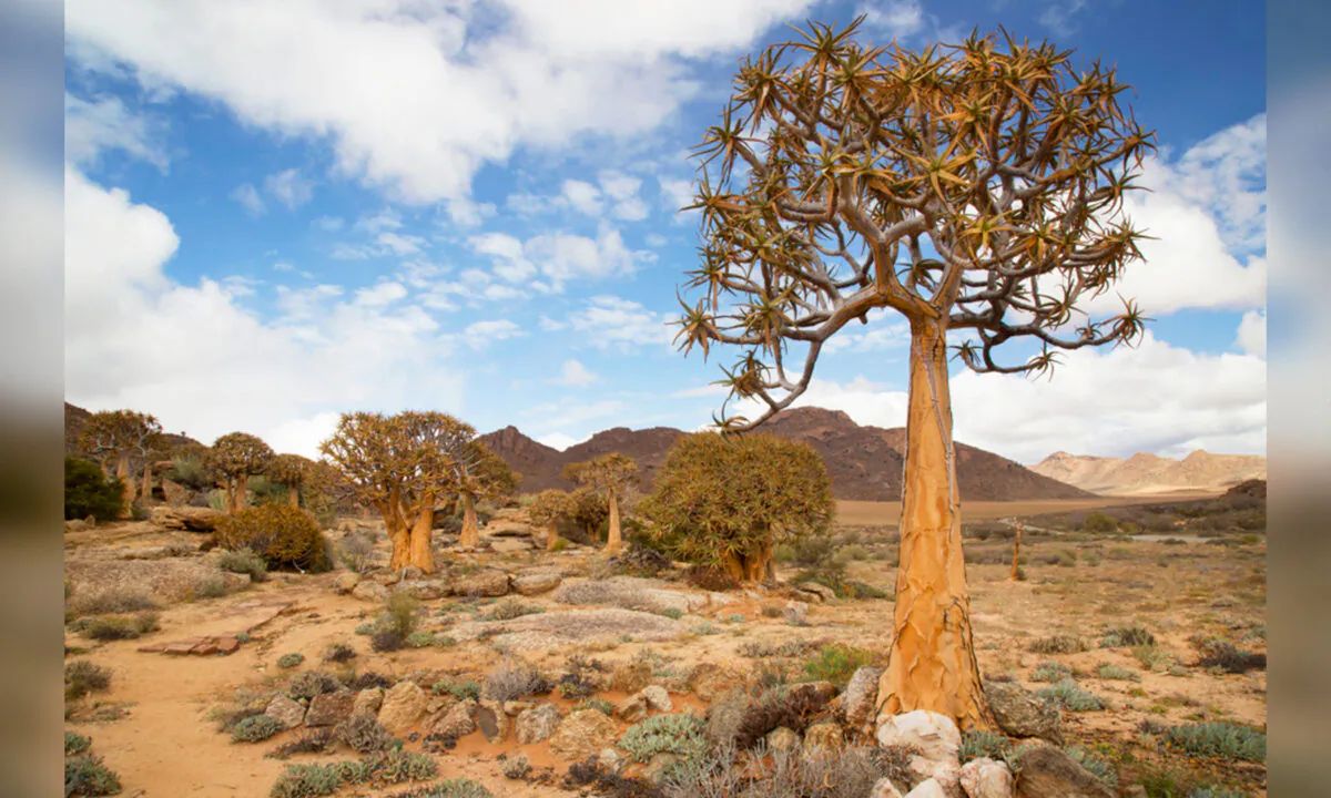 (Dirk M. de Boer/Shutterstock)