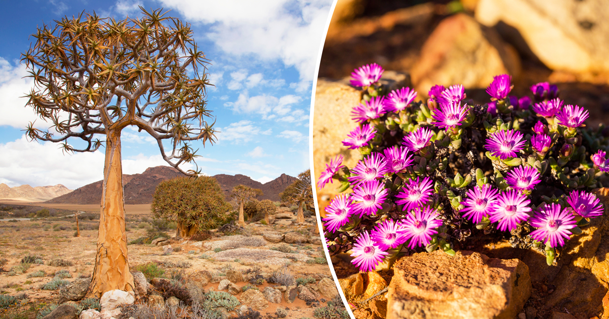 Unique Desert Biome in South Africa Is a Hotspot for Organisms Found