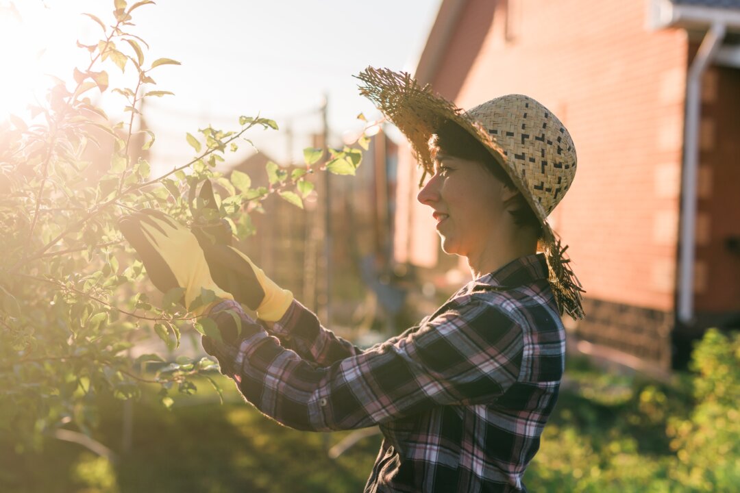 We can prune our lives much like we would prune a tree. This allows us to focus on what matters. (Tatiana Chekryzhova/Shutterstock)