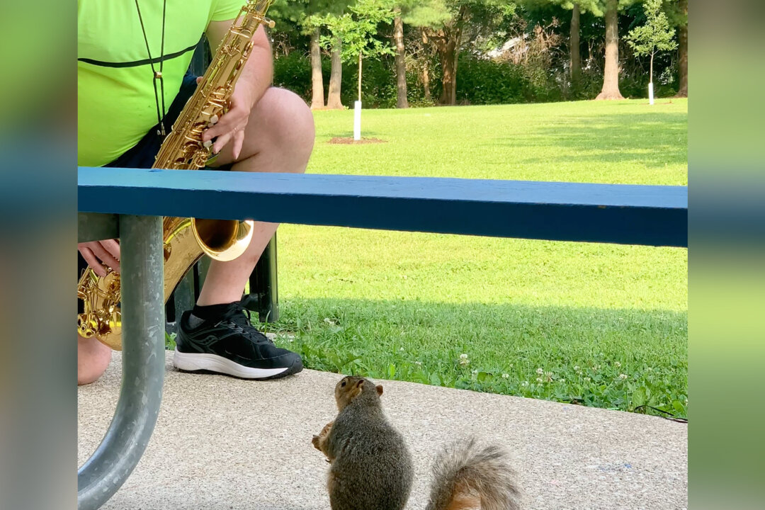 Video: Squirrel Enjoys Listening to a Professor of Music Practice His Saxophone at a Park