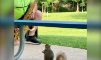 Video: Squirrel Enjoys Listening to a Professor of Music Practice His Saxophone at a Park