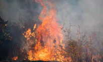 California Prevents Insurance Cancellations on Homes Near Forest Fires