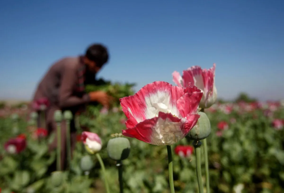 An Afghan man works on a poppy field in Jalalabad Province on April 17, 2014. (Parwiz/Reuters)