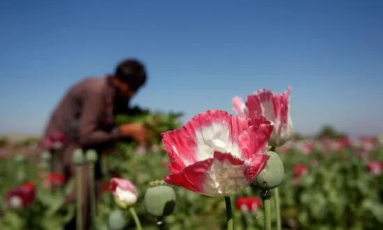 Some Restaurants in China Serve Food Laced With Opium, Despite Years of Crackdown