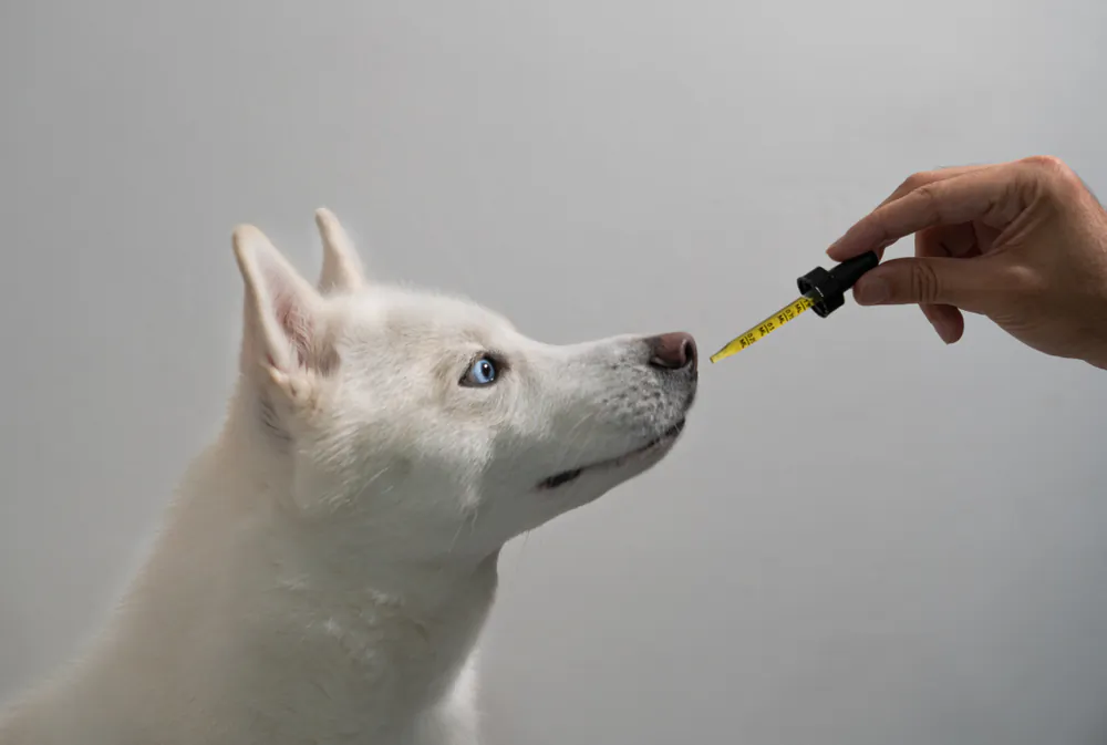 Make sure that an online pharmacy is legitimate before ordering medication for your pets. (iAmMrBenjamin/Shutterstock)