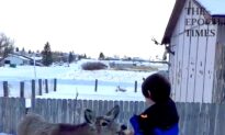 Feeding the Neighborhood Deer