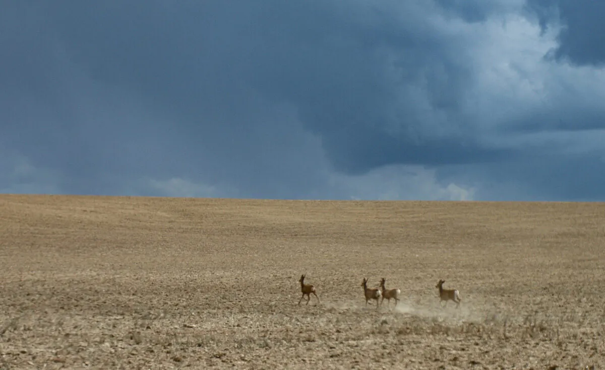 Deer run into fields near Hatton City, Washington, on June 1, 2011. (John Fredricks/The Epoch Times)