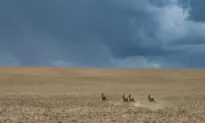 Australian States Push to Scrap ‘Red Tape’ for Deer Culling