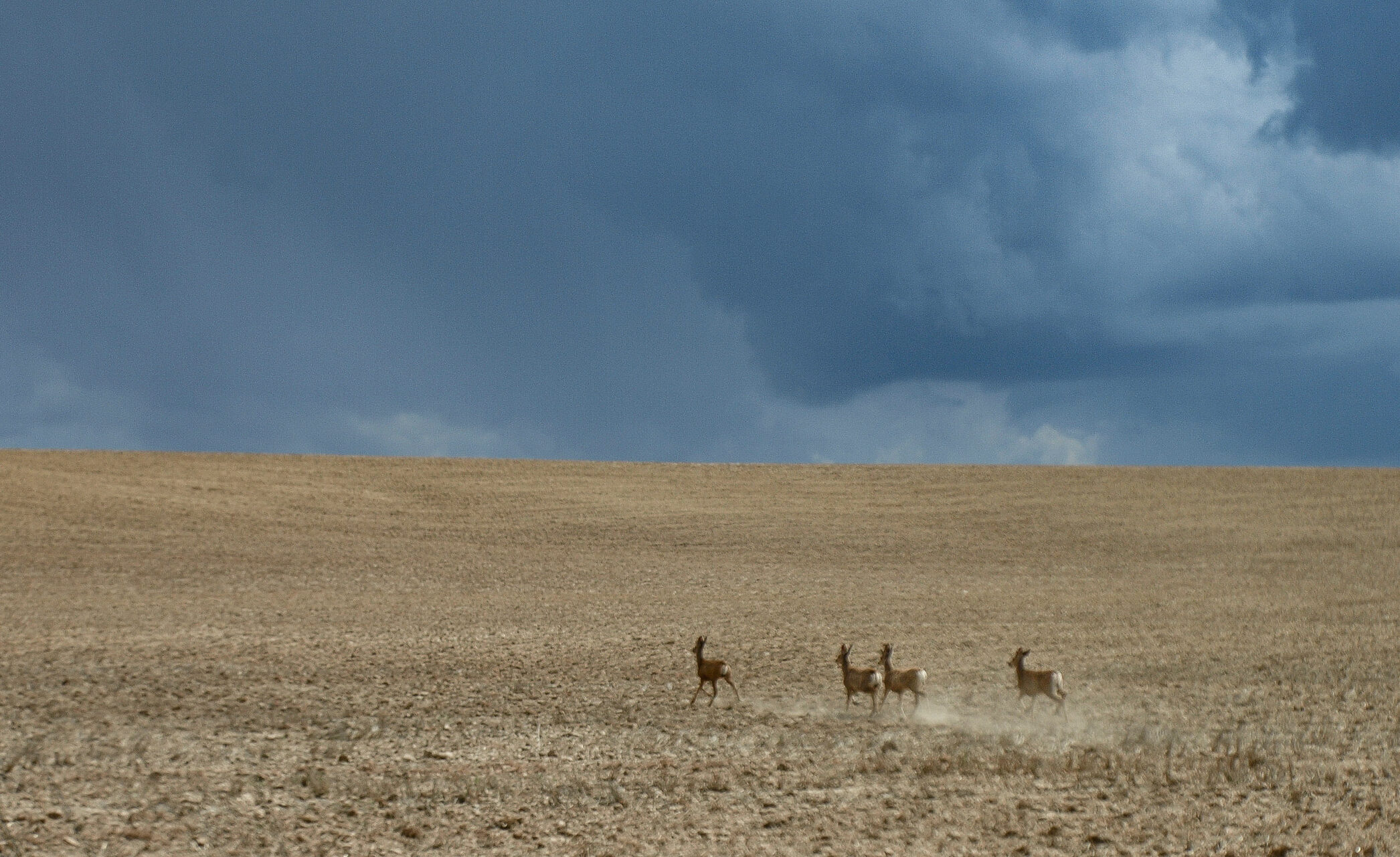 Australian States Push to Scrap 'Red Tape' for Deer Culling - Vimarsana News