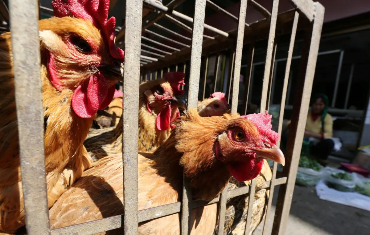Chickens are seen in a livestock market before the market asked to stop trading in prevention of bird flu transmission, in Kunming, Yunnan Province, China, on Feb. 22, 2017. (Stringer/Reuters)