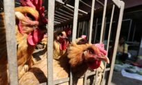 China’s Guangdong Reports Human Case of H5N6 Bird Flu