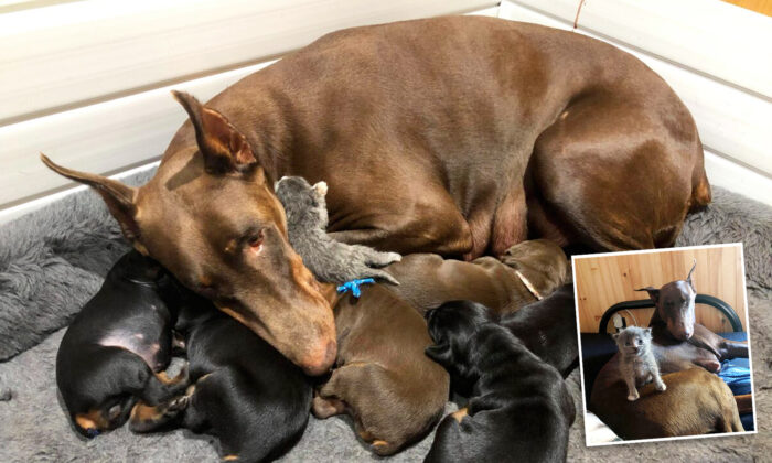 Doberman 'Adopts' Abandoned Kitten After Giving Birth to Her Own Litter of Puppies