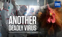 China Reports Human Case of Bird Flu