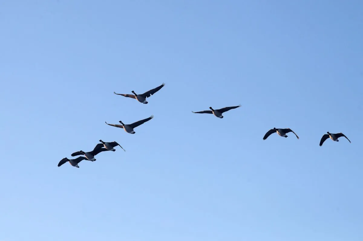 Canada Geese fly over Richmond Park on Jan. 25, 2021 in London, England. (Chris Jackson/Getty Images)